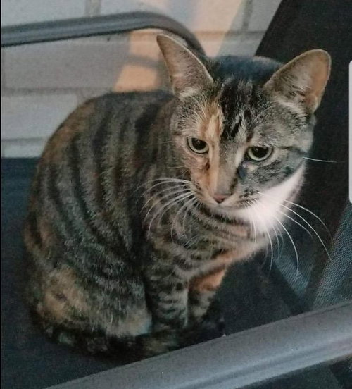 Cali-coo - ADOPTED