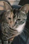 Cali-coo - ADOPTED