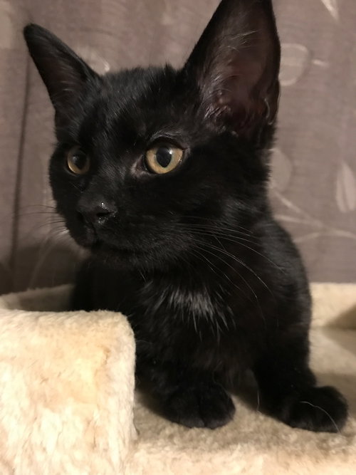 C60 Litter-Mister Peety - ADOPTED