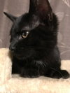 C60 Litter-Mister Peety - ADOPTED