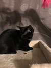 C60 Litter-Mister Peety - ADOPTED