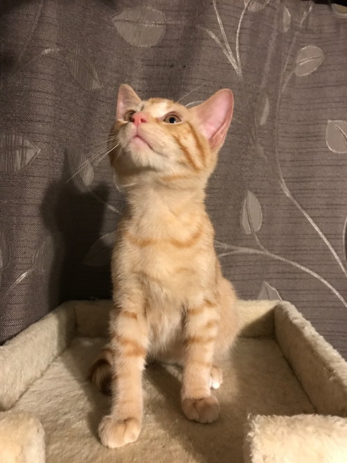 C60 Litter-Tangerine - ADOPTED