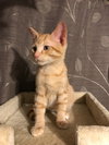 C60 Litter-Tangerine - ADOPTED