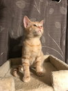C60 Litter-Tangerine - ADOPTED