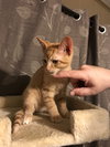 C60 Litter-Tangerine - ADOPTED