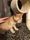 C60 Litter-Tangerine - ADOPTED