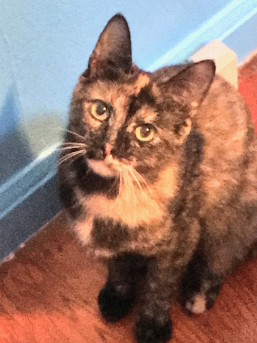 C61 Litter-Maisy - ADOPTED