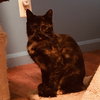 C61 Litter-Jasmine - ADOPTED