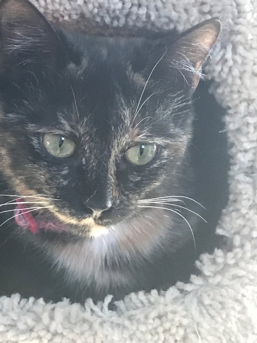 C61 Litter-Jasmine - ADOPTED