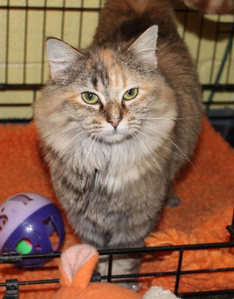 C62 Litter-Popcorn - ADOPTED