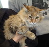 C62 Litter-Caramel - ADOPTED