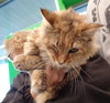 C62 Litter-Caramel - ADOPTED