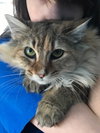 C62 Litter-Caramel - ADOPTED