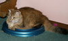 C62 Litter-Caramel - ADOPTED