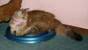 C62 Litter-Caramel - ADOPTED