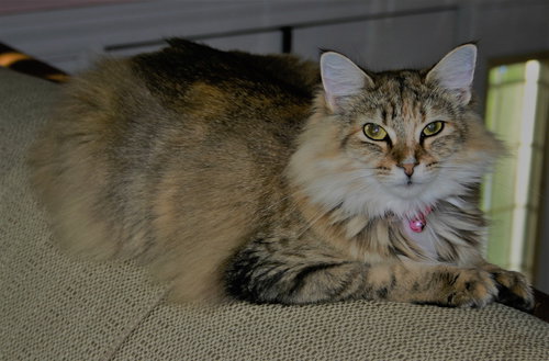 C62 Litter-Caramel - ADOPTED