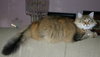 C62 Litter-Caramel - ADOPTED