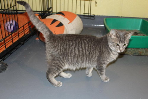 C63 Litter-Crackers - ADOPTED