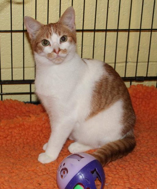 C63 Litter-Cupid - PSP - ADOPTED