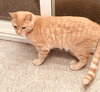 C64 Litter-Kiwi - ADOPTED