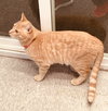 C64 Litter-Kiwi - ADOPTED