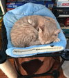 C64 Litter-Kiwi - ADOPTED