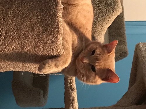 C64 Litter-Kiwi - ADOPTED