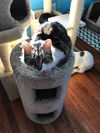 Nya - ADOPTED