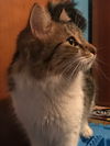Nya - ADOPTED