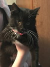 C65 Litter-Marmalade - ADOPTED
