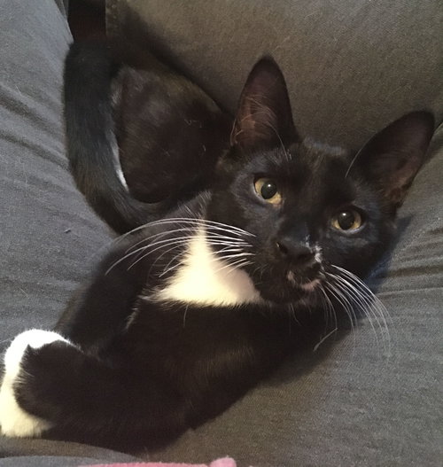C65 Litter-Marmalade - ADOPTED