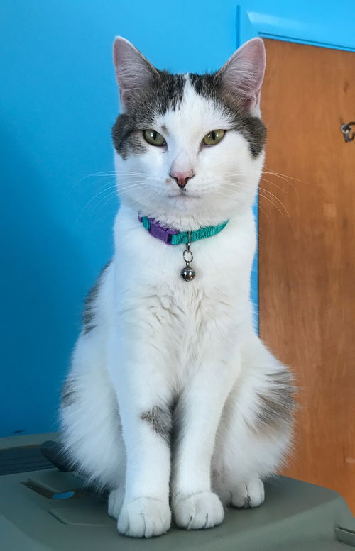 Bob - PSP - ADOPTED