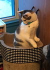 Bob - PSP - ADOPTED