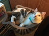 Bob - PSP - ADOPTED