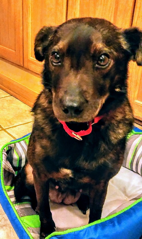 Carly - ADOPTED
