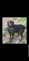 Carly - ADOPTED