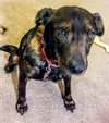 Carly - ADOPTED