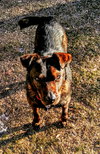 Carly - ADOPTED