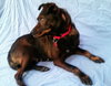 Carly - ADOPTED