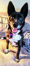 Jojo - ADOPTION FEE SPONSORED