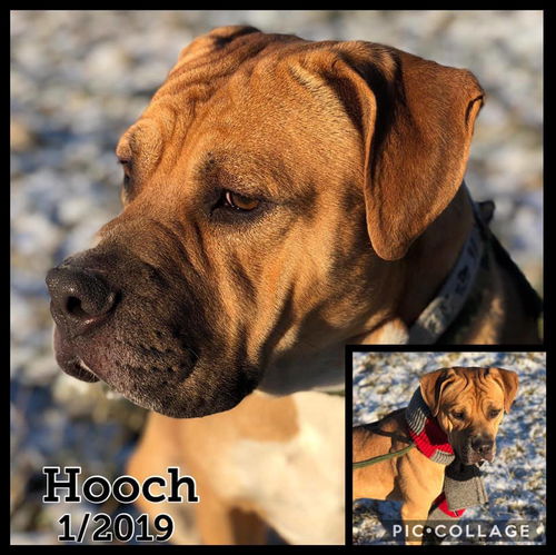 Hooch - ADOPTED