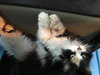 C67 Litter-Valentine, mom - ADOPTED