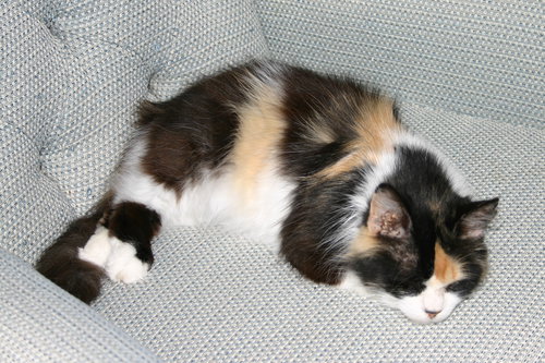 C67 Litter-Valentine, mom - ADOPTED