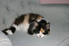 C67 Litter-Valentine, mom - ADOPTED