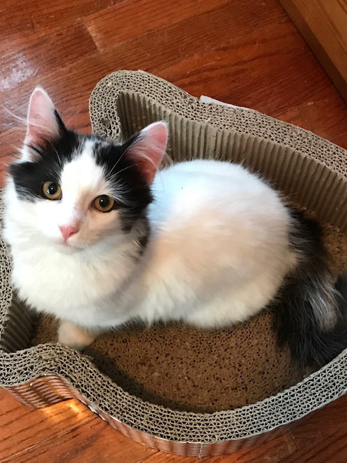 C67 Litter-Vio - ADOPTED