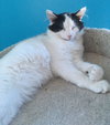 C67 Litter-Vio - ADOPTED