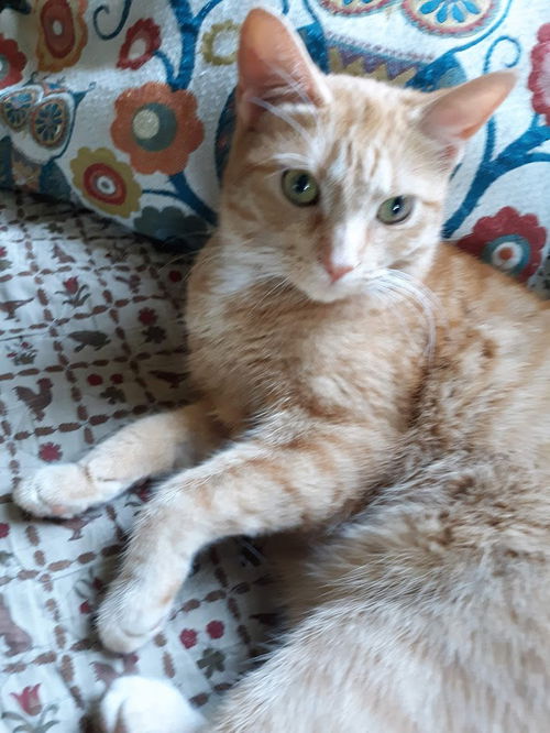 Ariel - ADOPTED