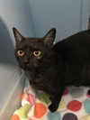 C71 Litter-Elsa, mom - ADOPTED