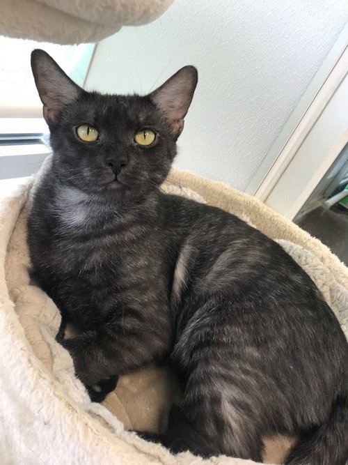 C71 Litter-Elsa, mom - ADOPTED
