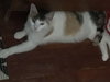C70 Litter-Tabitha, mom